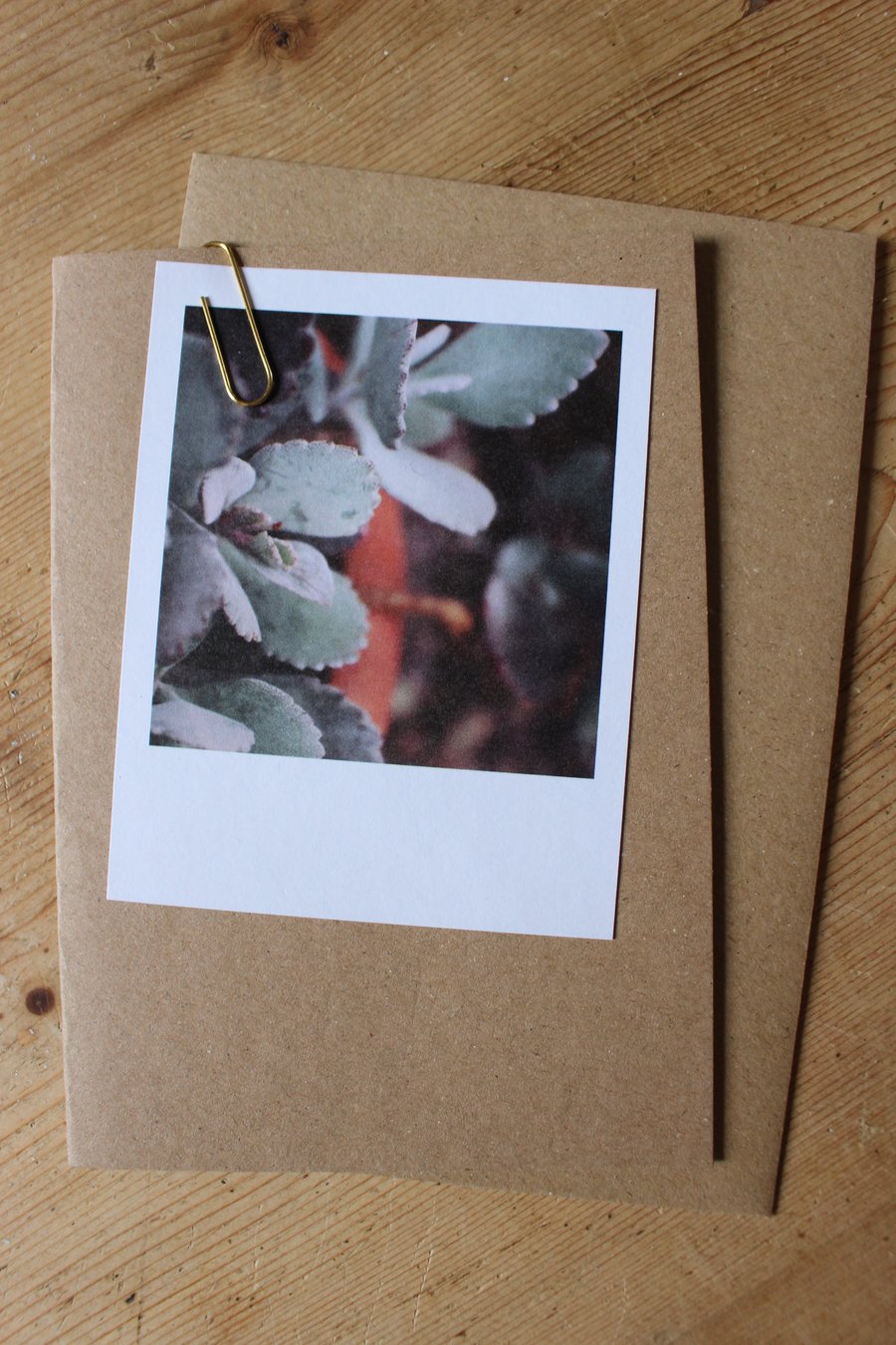 “Polaroid” style photo card: Plants