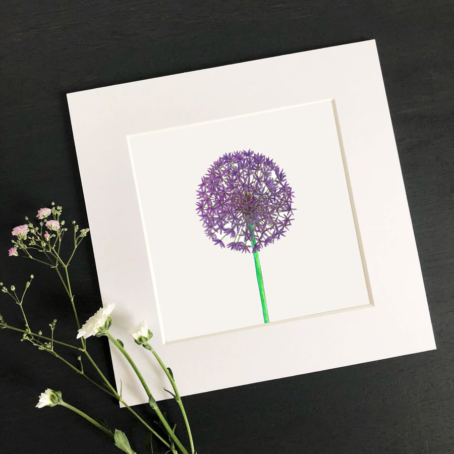 'Allium' Hand Finished Mounted Print