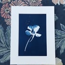 Nasturtium flower takes center stage in Original Cyanotype Artwork