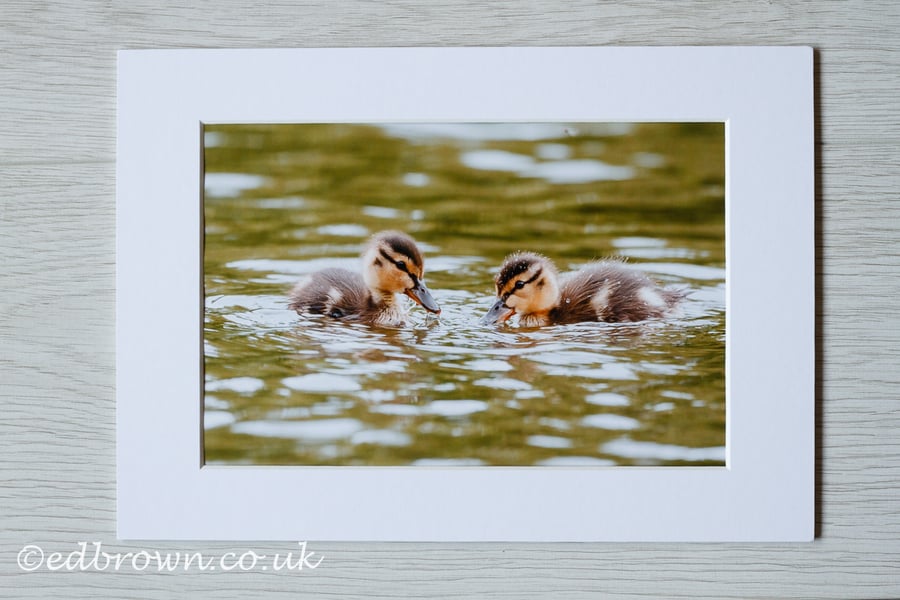 Ducklings photographic print