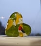 Fused Glass Pocket Heart - Robin - Image 2