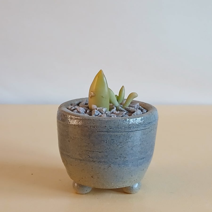 Succulent and cactus pot from series A