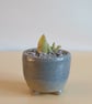 Succulent and cactus pot from series A