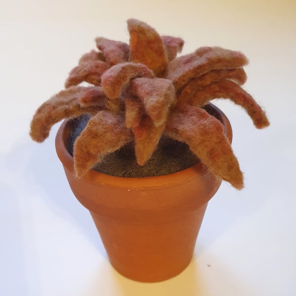 Vintage flowerpot with amber sempervivum