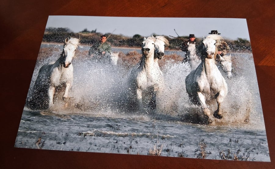 HORSES IN THE SEA