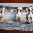 HORSES IN THE SEA