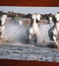 HORSES IN THE SEA