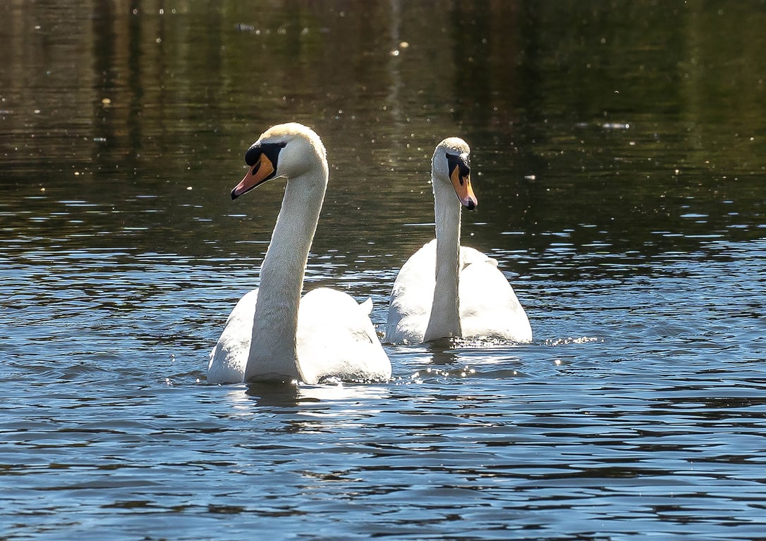 Hand-Signed, Limited Edition Swan Mounted Photograph