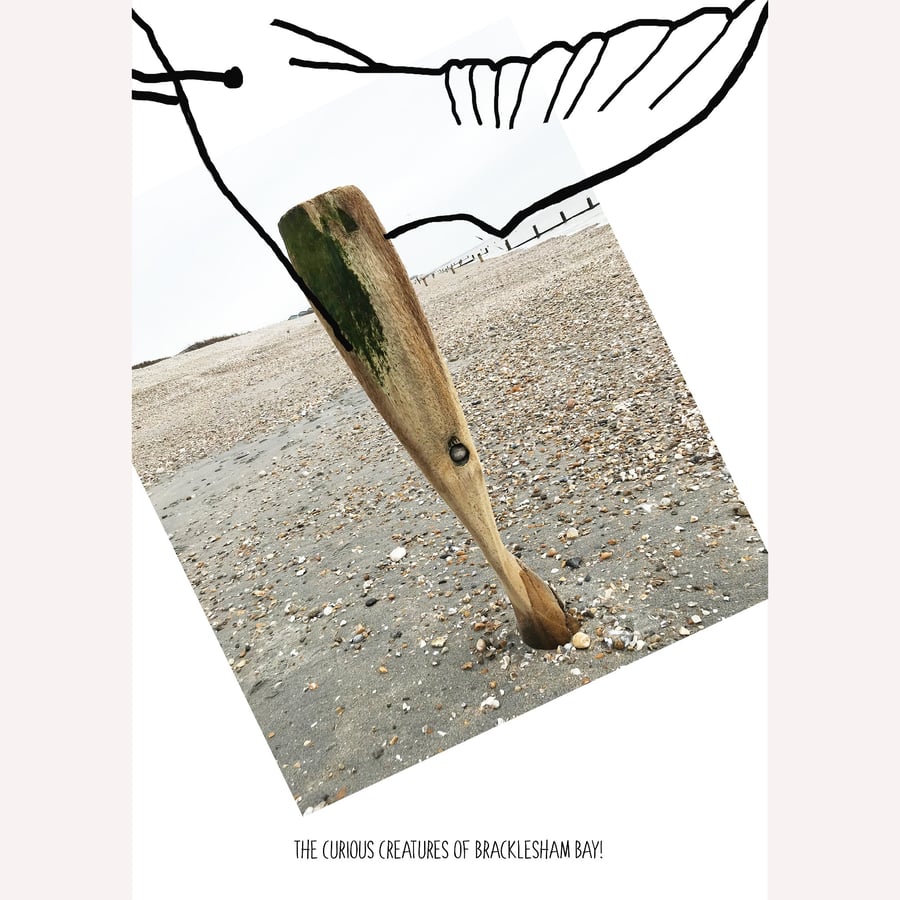 Diving Bird: A4 photo or A3 poster, unframed.