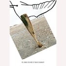 Diving Bird: A4 photo or A3 poster, unframed.