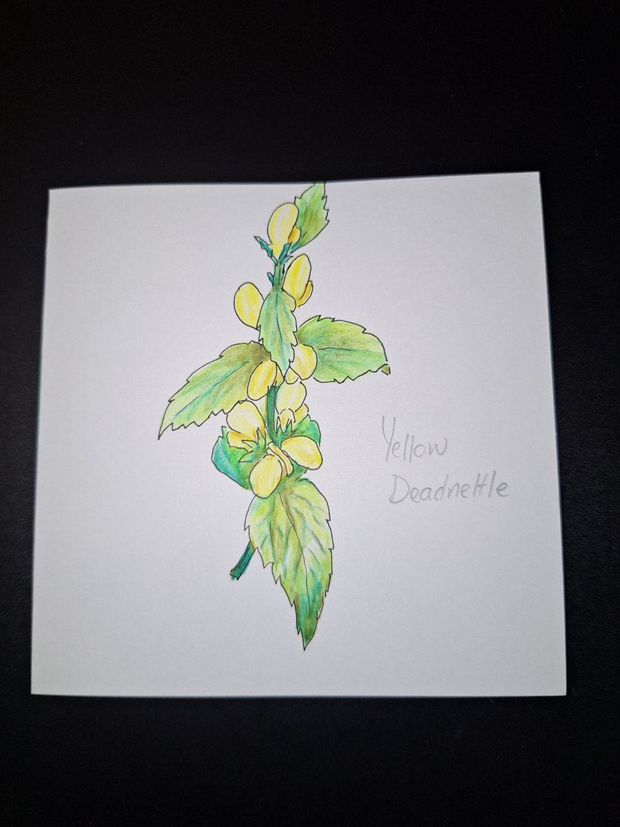 Original Handpainted Greetings Card- Yellow Deadnettle 