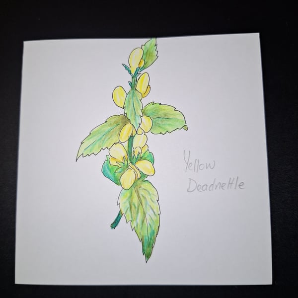 Original Handpainted Greetings Card- Yellow Deadnettle 