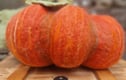 Pumpkins of all Sizes and Shapes