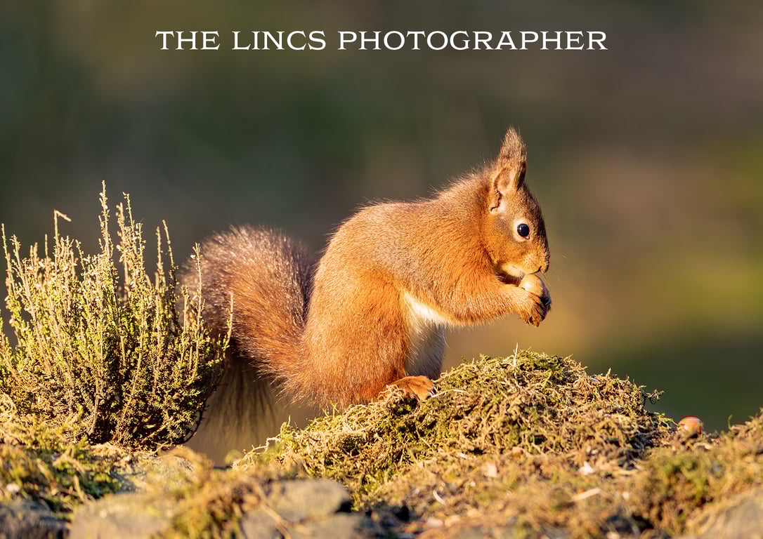 Red Squirrel print (Limited edition of 10)