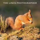 Red Squirrel print (Limited edition of 10)