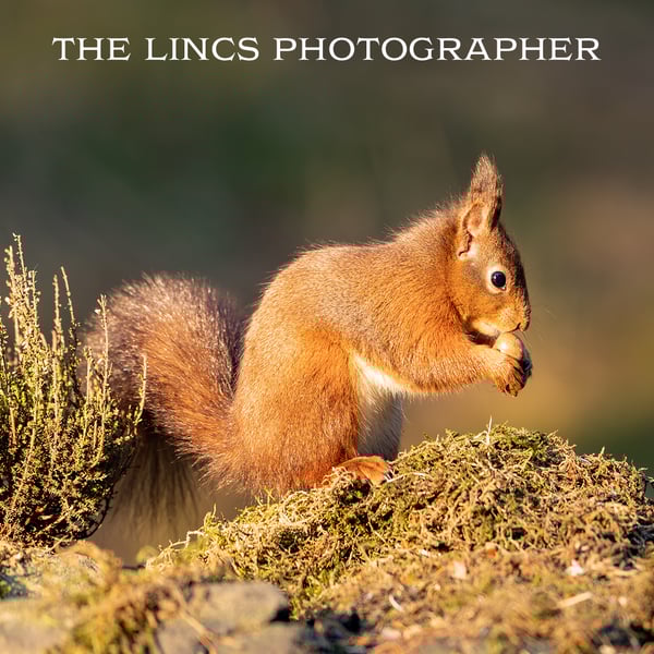 Red Squirrel print (Limited edition of 10)