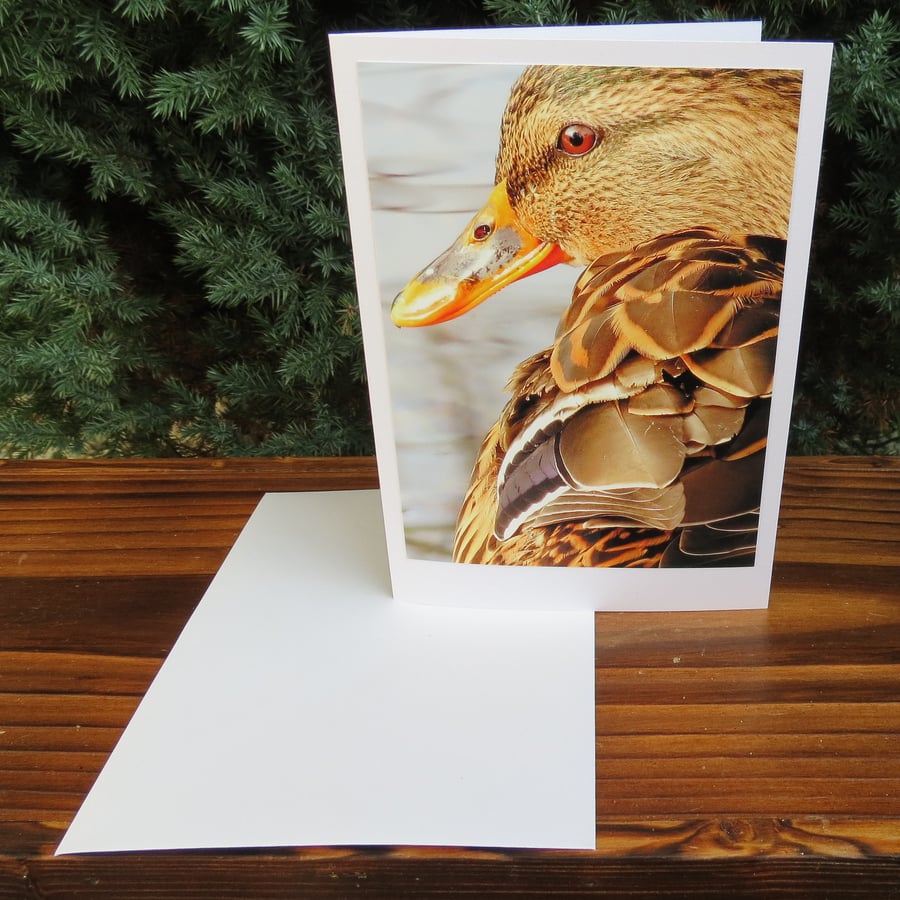 Mother Duck.  A card featuring an original photograph.  Blank inside.