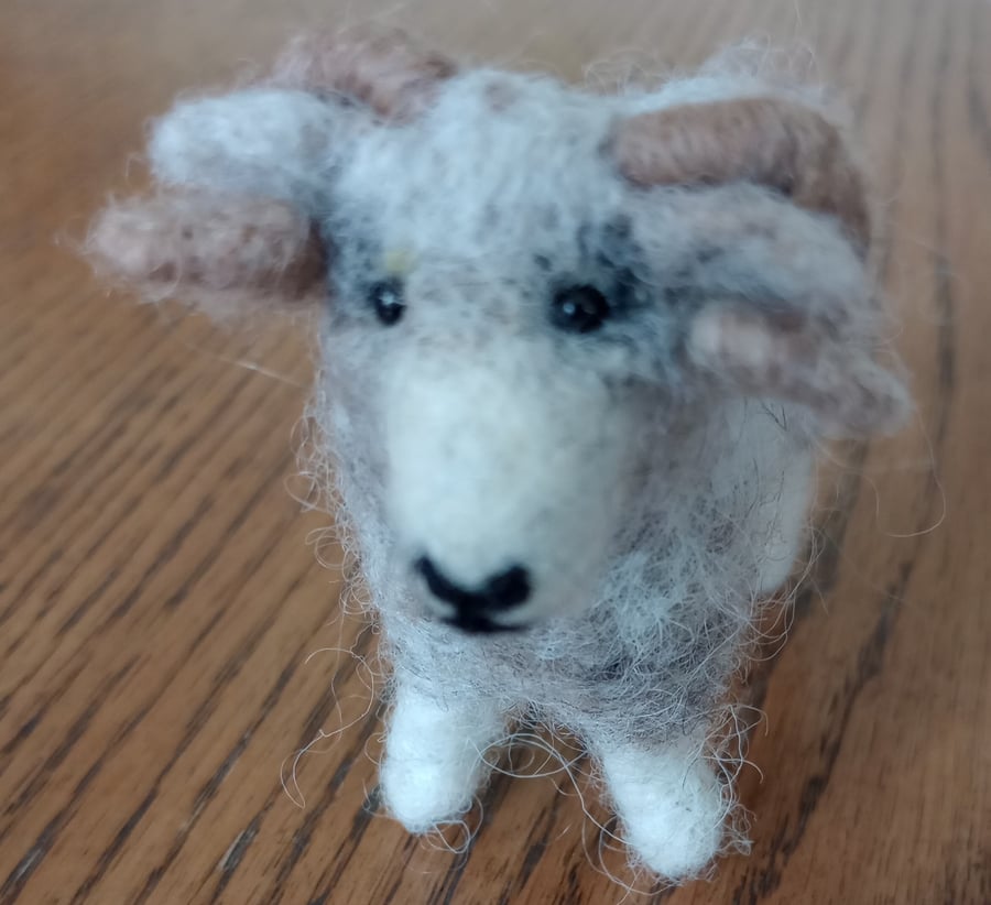 Shetland ram
