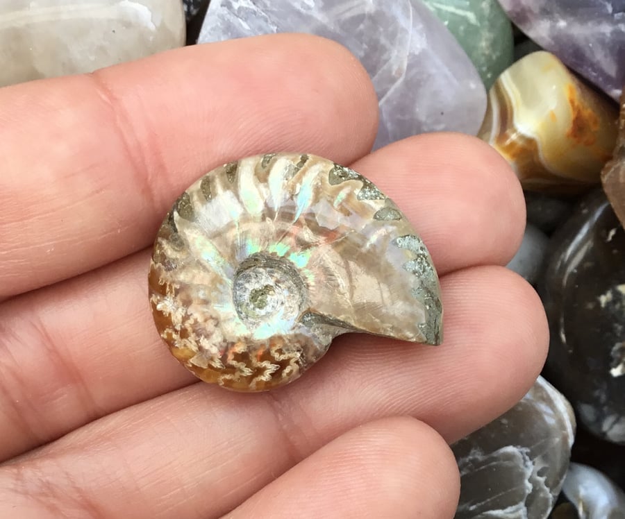 Beautiful Iridescent Full Polished Ammonite Specimen for Jewellery Designers. 