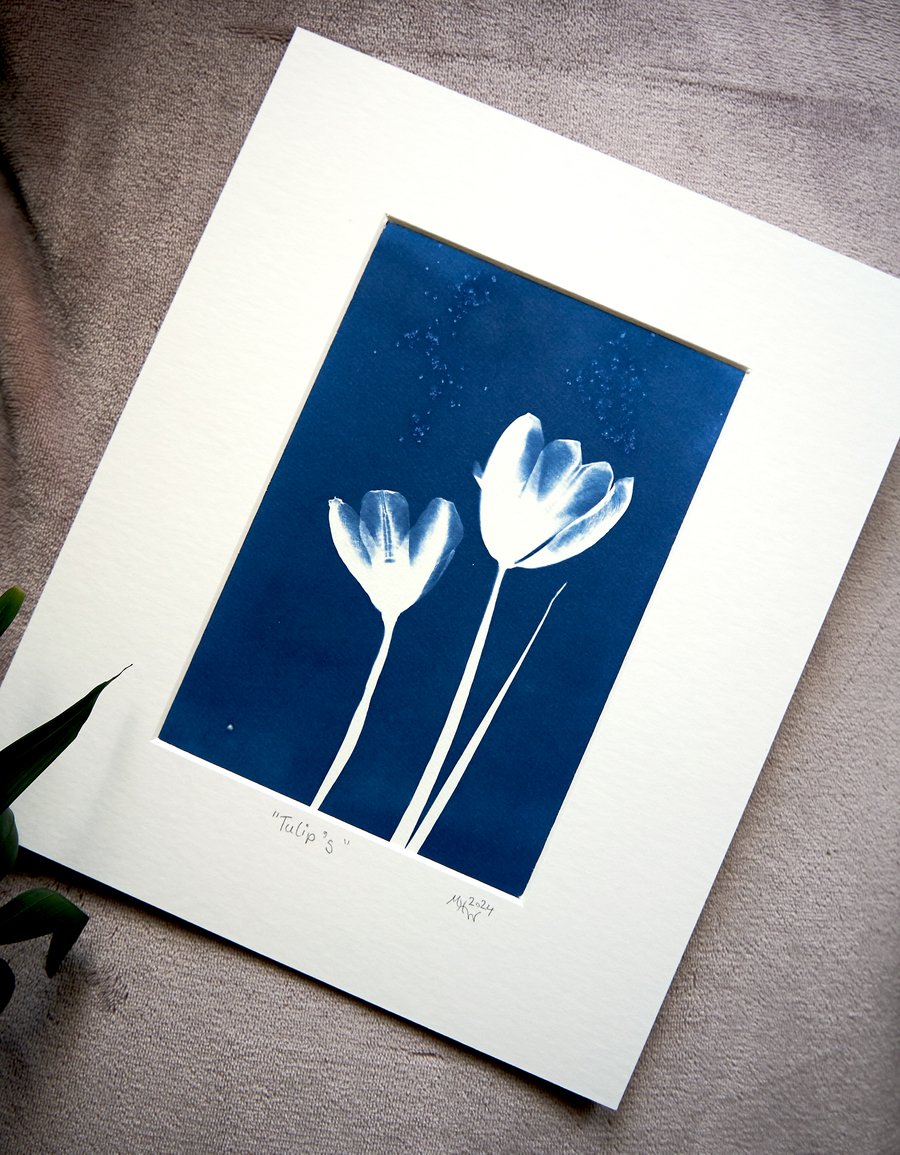 cyanotype print: "Tulips". Original, one of a kind, mounted ready to frame.