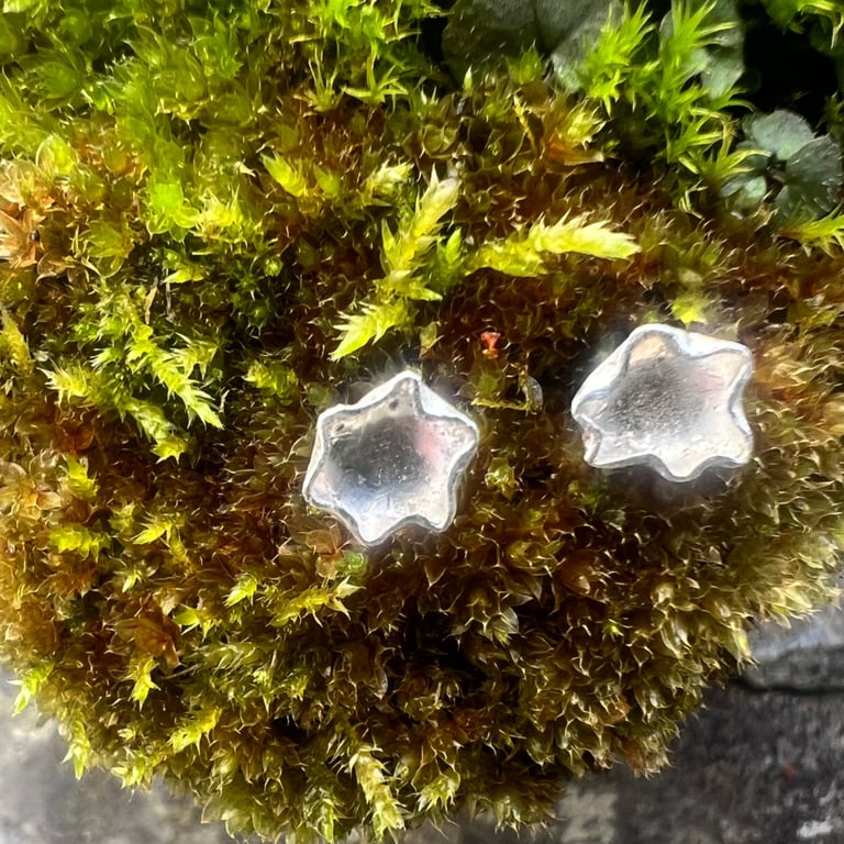 Silver Lichen Stud Earrings