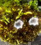 Silver Lichen Stud Earrings