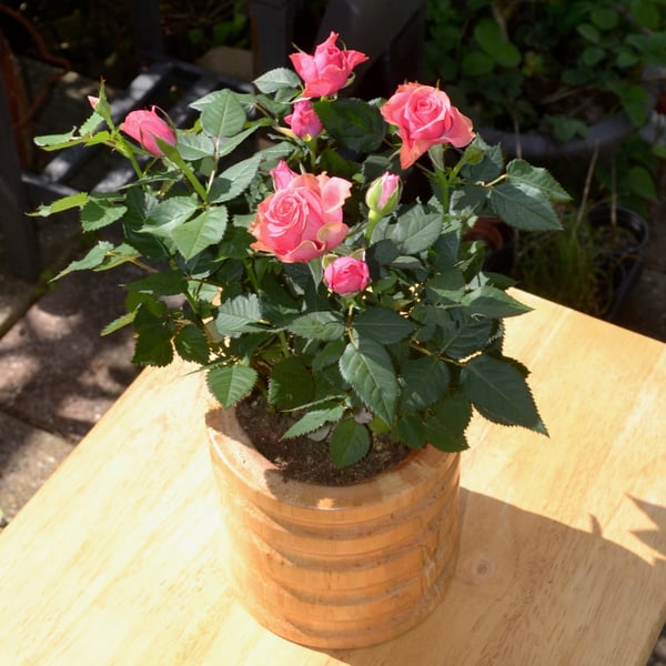 Ash Wooden turned Flower Bowl designed to take a standard plant pot.