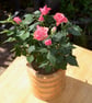 Wooden Flower Pot