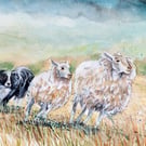 Herding sheep original watercolour A4