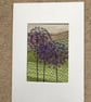 Agapanthus - Image 2