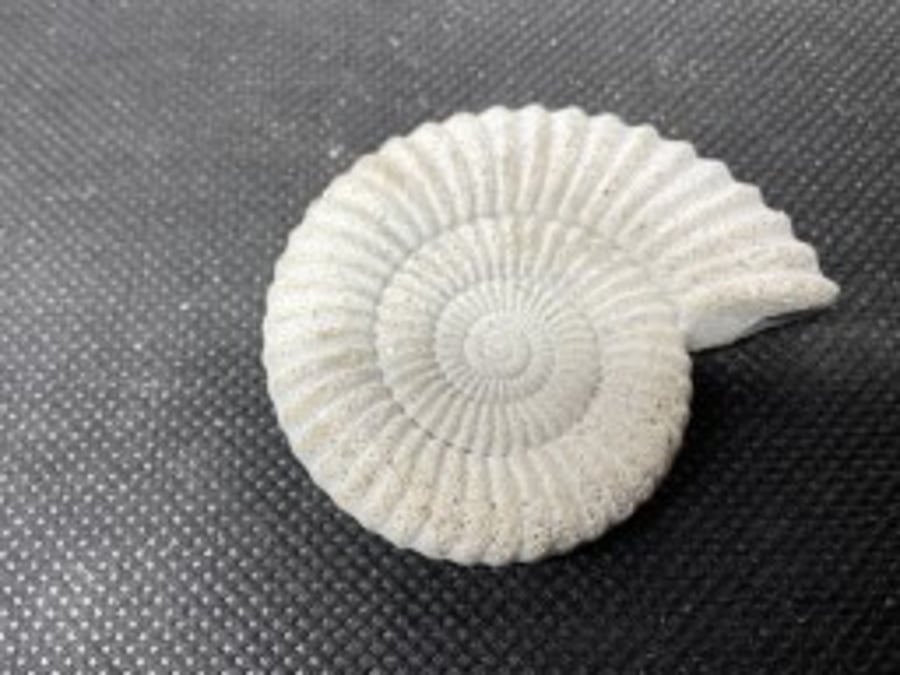 2.6- Ammonite Fossil fridge magnet in cement 