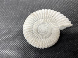 2.6- Ammonite Fossil fridge magnet in cement 