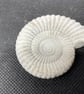 2.6- Ammonite Fossil fridge magnet in cement 