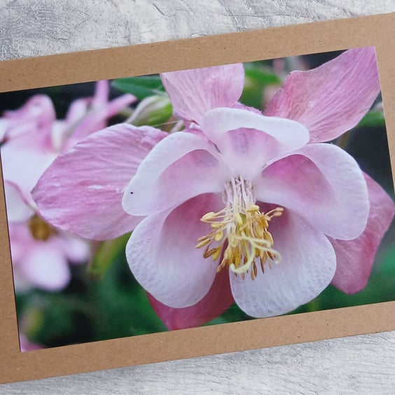Aquilegia Close Up Photo Greetings Card, Birthday Card, Note Card