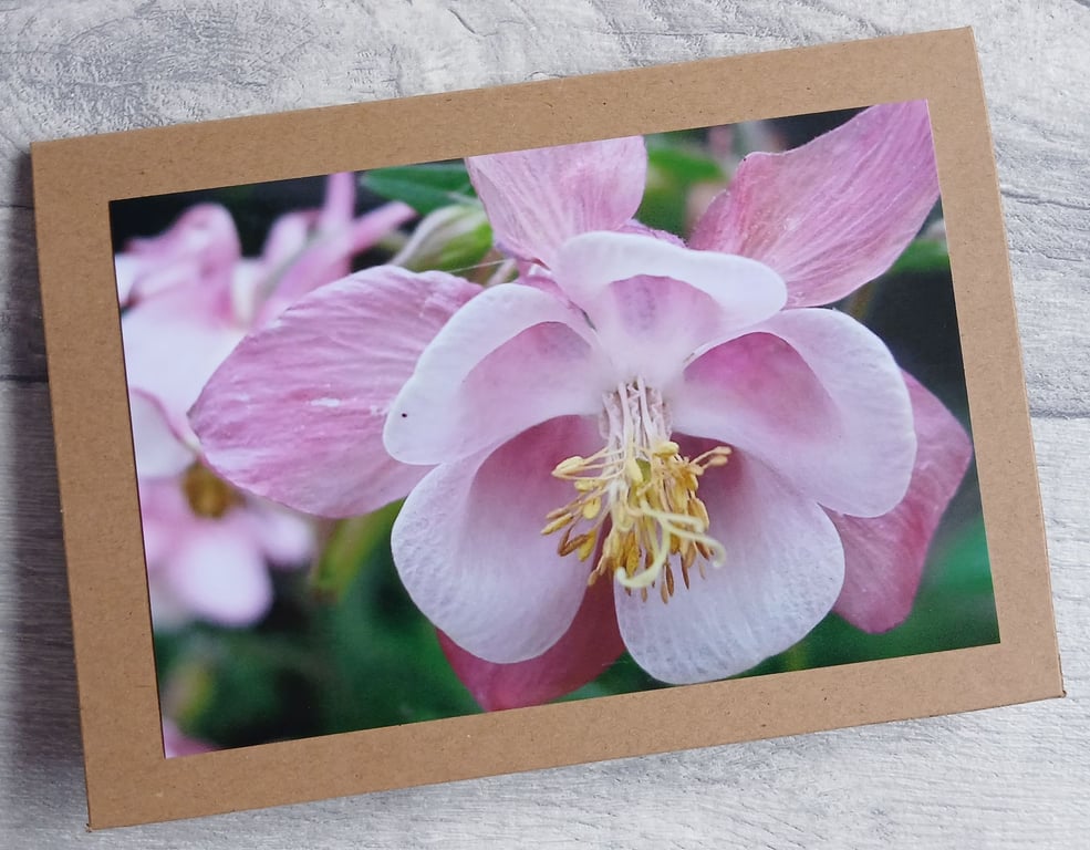 Aquilegia Close Up Photo Greetings Card, Birthday Card, Note Card