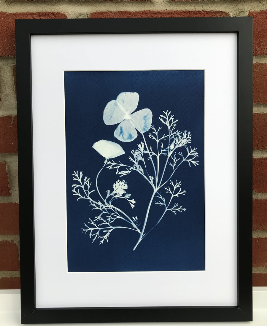 Original Art, California Poppy, in a Botanical Cyanotype Original.