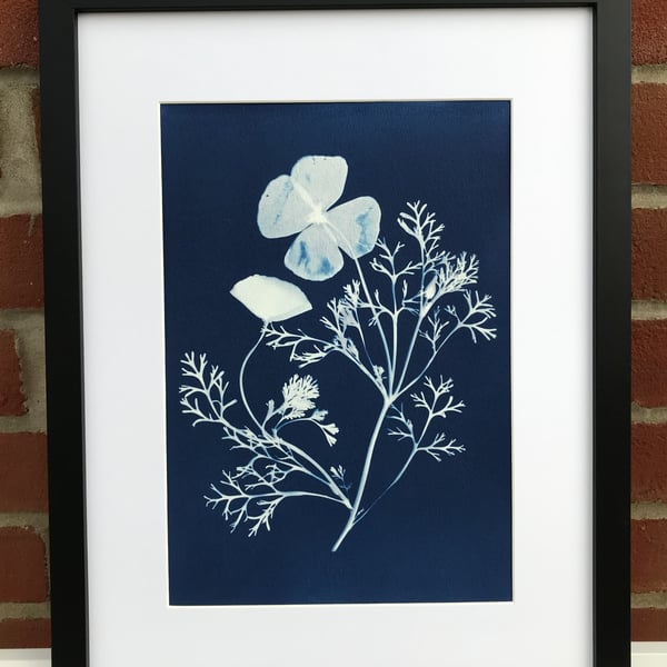 Original Art, California Poppy, in a Botanical Cyanotype Original.