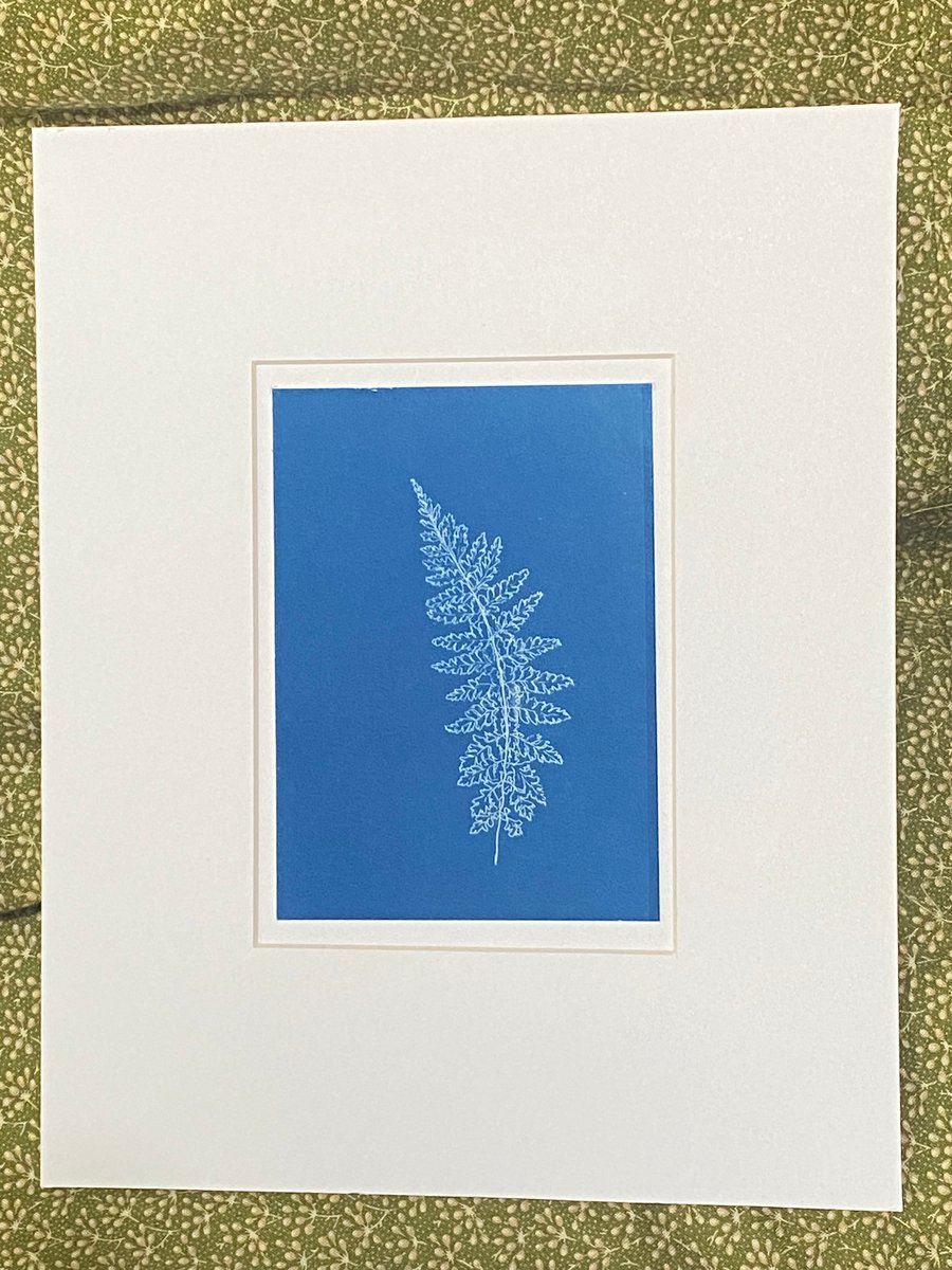 small cyanotype images, mounted.  An ideal gift for someone that loves nature?