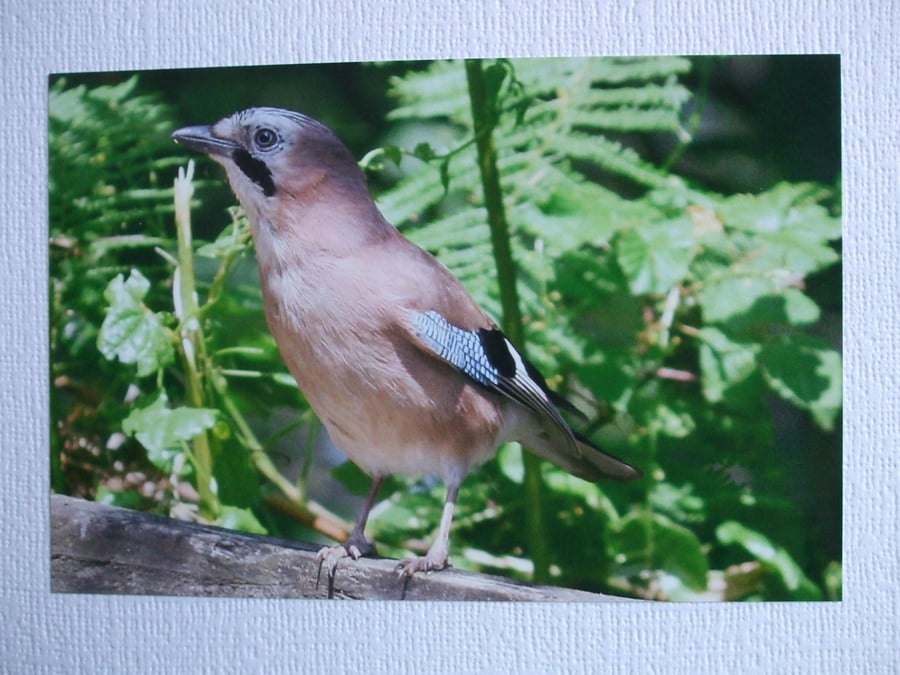 Photographic greetings card of a Jay