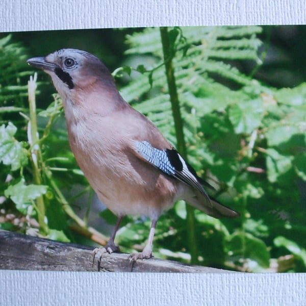 Photographic greetings card of a Jay
