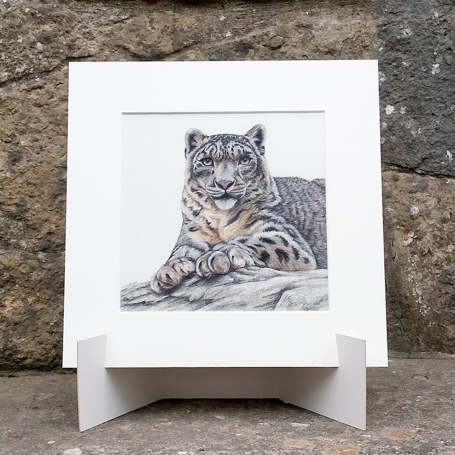Snow Leopard Original Coloured Pencil Drawing