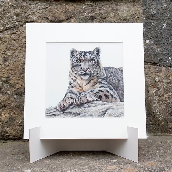 Snow Leopard Original Coloured Pencil Drawing
