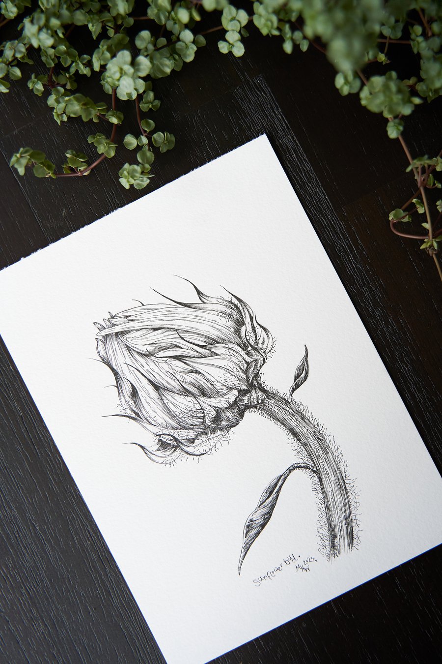 Title: "Sunflower Bud" botanical drawing, hand-drawn original size A5-5.8x8.3 in