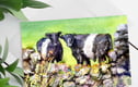Belted Galloway Gifts