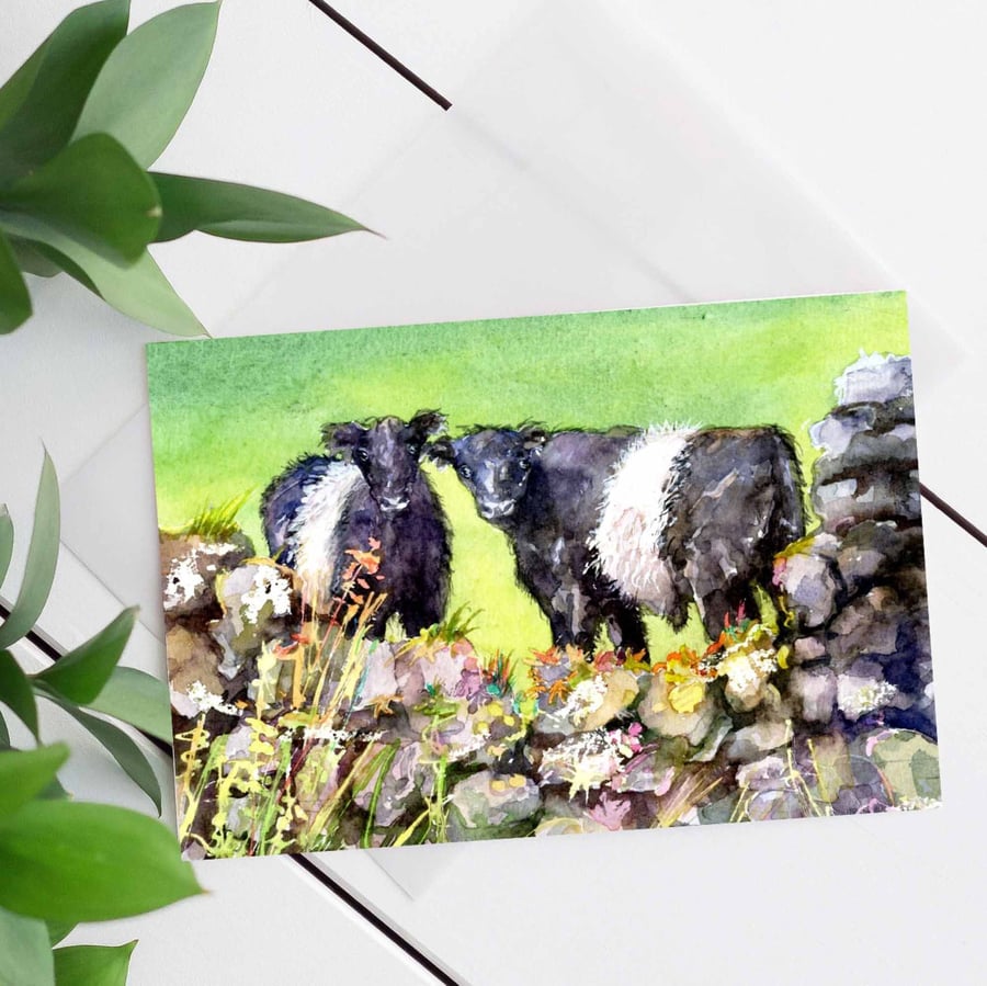 Belted Galloway greeting card