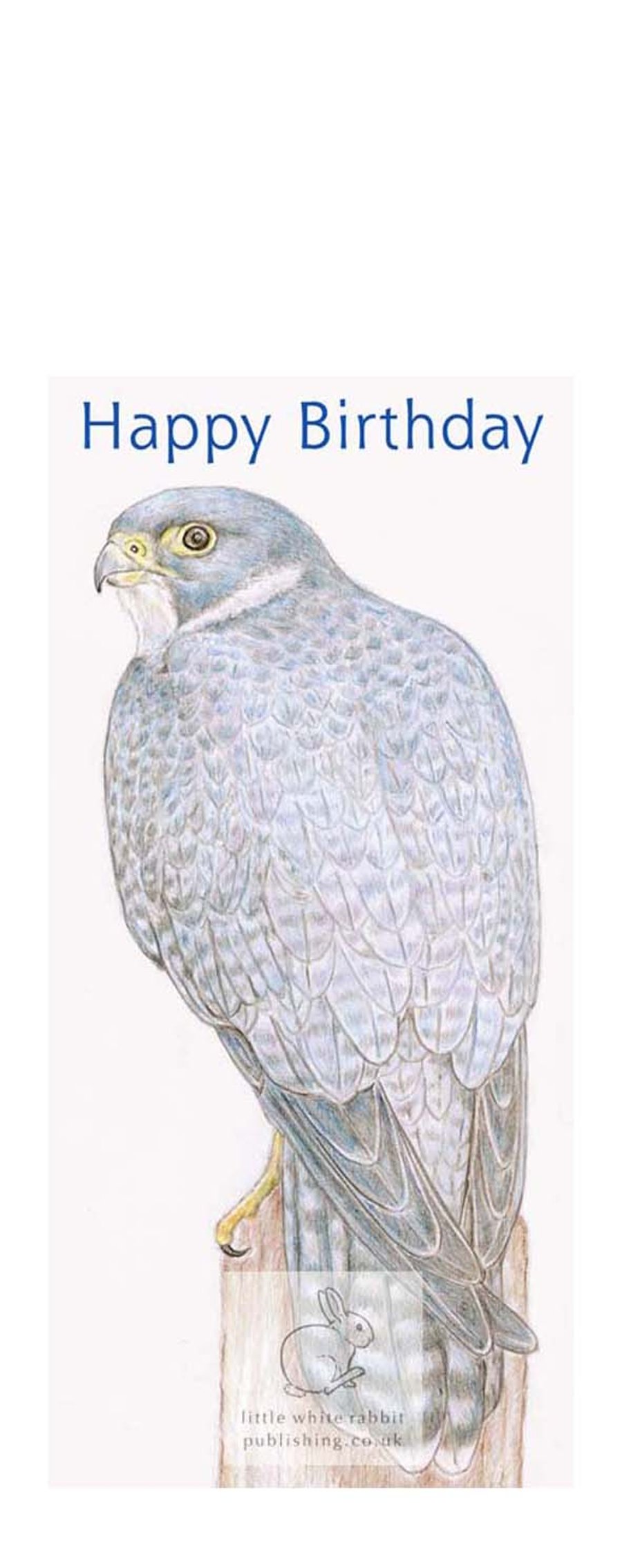 Peregrine Falcon - Birthday Card