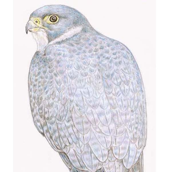 Peregrine Falcon - Birthday Card