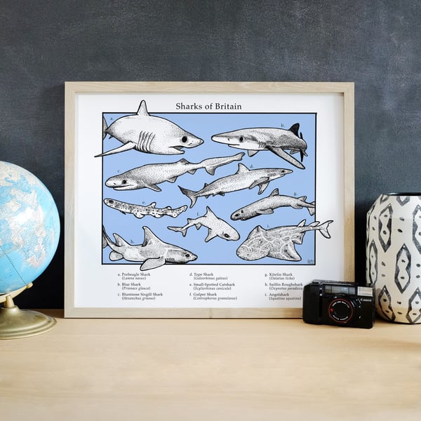 Sharks of Britain British Atlantic Shark Illustration Art Print