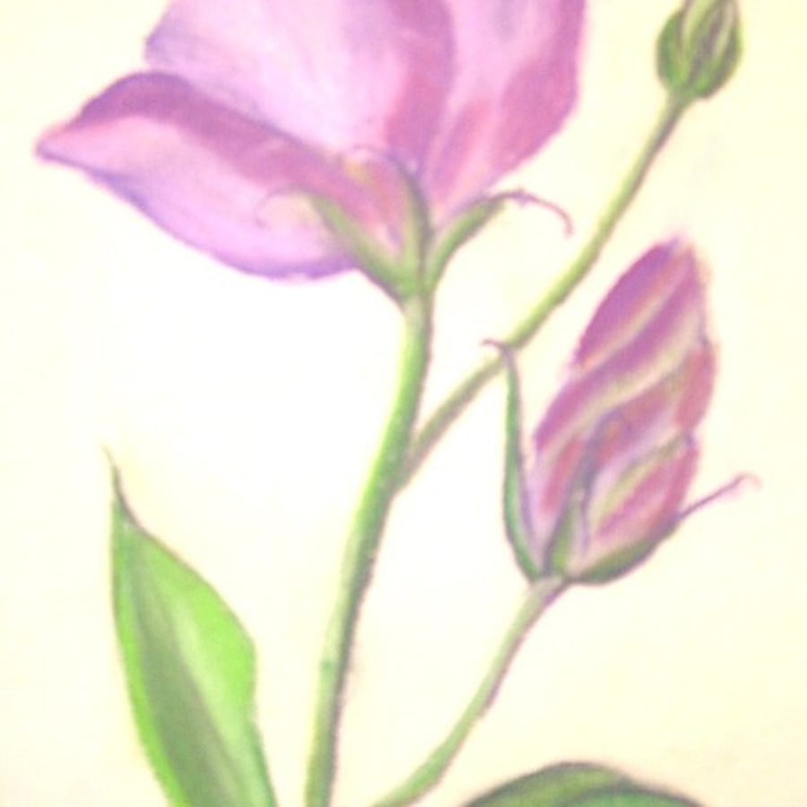 Card Purple Flower
