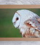 Barn Owl Photo Greetings Card - Image 4